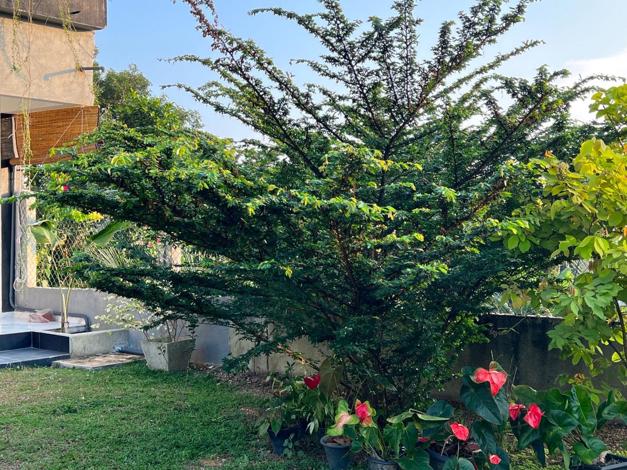 Kapaliya Unawatuna Εξωτερικό φωτογραφία